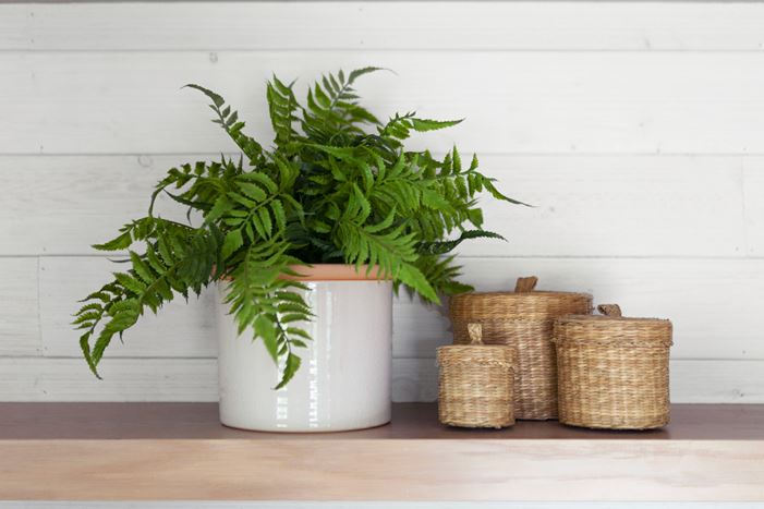 Rustic White Shiplap_1x6 Ferns Baskets