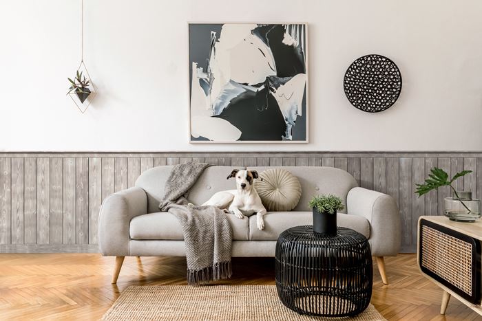 Charred Smoke Shiplap as wainscoting with dog on sofa